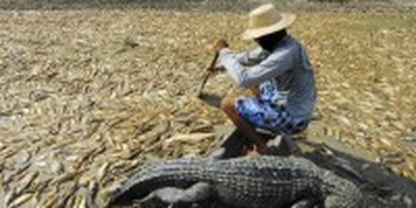 Амазонка засыхает, осталяя после себя трупы рыб и крокодилов