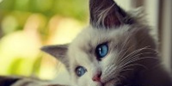 Что делают кошки, когда дома никого нет?