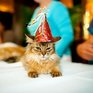 В Книгу рекордов Гиннесса попала старейшая в мире кошка