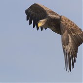 Орланы во Владивостоке
