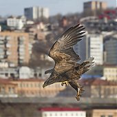Орланы во Владивостоке
