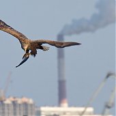 Орланы во Владивостоке