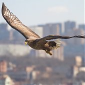 Орланы во Владивостоке
