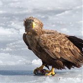 Орланы во Владивостоке