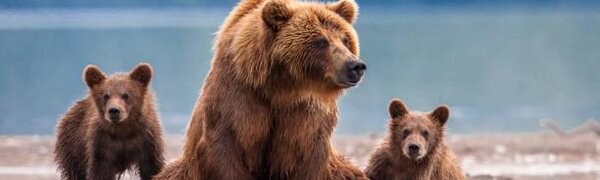 Власти Камчатки хотят убить 500 медведей в Кроноцком заповеднике