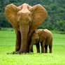 Карманные слоны на грани исчезновения