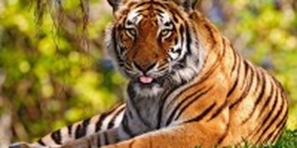 С ошейника сбежавшей тигрицы был зафиксирован сигнал