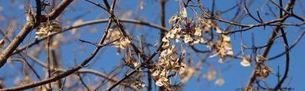 Оттепели до +5 °С ожидаются в Приморье в четверг