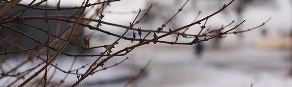 Аномальное для февраля потепление ожидается в Приморье