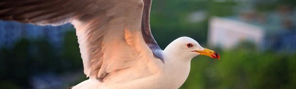 Жаркая погода пришла в Приморье