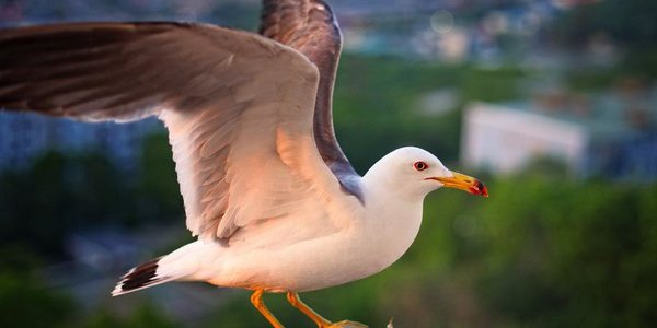 В четверг воздух во Владивостоке прогреется выше +20 °С