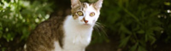 Вторая декада сентября в Приморье выдалась теплой