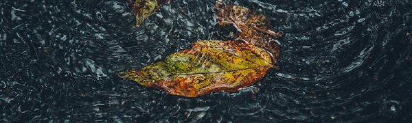 Циклон принесёт в Приморье сильные дожди