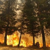В Чили горит около 2 тысяч гектаров леса (ФОТО)