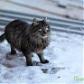 Циклон принес в Приморье осадки в виде снега