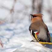 Февраль в Сихотэ-Алинском заповеднике – встречаем весну