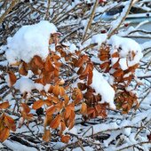 Февраль в Сихотэ-Алинском заповеднике – встречаем весну