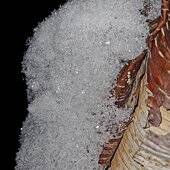 Февраль в Сихотэ-Алинском заповеднике – встречаем весну