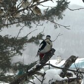 Февраль в Сихотэ-Алинском заповеднике – встречаем весну