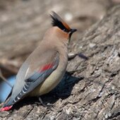 Февраль в Сихотэ-Алинском заповеднике – встречаем весну