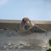 Февраль в Сихотэ-Алинском заповеднике – встречаем весну