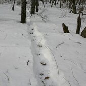 Февраль в Сихотэ-Алинском заповеднике – встречаем весну