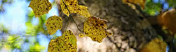 В выходные дни в Приморье будет тепло