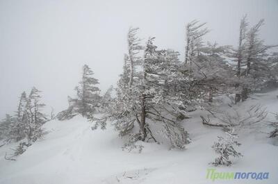 Высота снежного покрова в Приморье местами достигает 55 см
