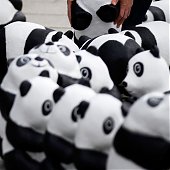 WWF отпраздновал юбилей с пандами