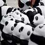 WWF отпраздновал юбилей с пандами