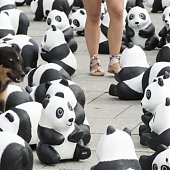 WWF отпраздновал юбилей с пандами