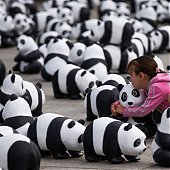 WWF отпраздновал юбилей с пандами