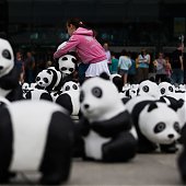 WWF отпраздновал юбилей с пандами