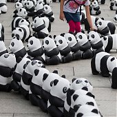 WWF отпраздновал юбилей с пандами