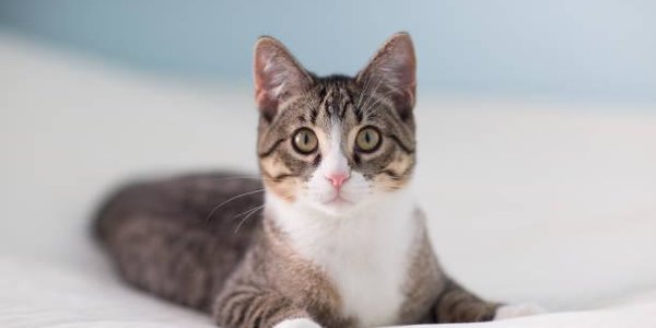 Кошки откликаются на своё имя исключительно ради выгоды