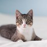 Кошки откликаются на своё имя исключительно ради выгоды