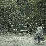 Сегодня в Приморье дождливо