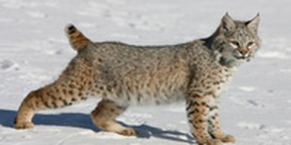 Американский город атакуют рыжие рыси