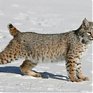 Американский город атакуют рыжие рыси