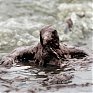  Последствия разлива нефти в Мексиканском заливе (ФОТО)
