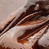  Последствия разлива нефти в Мексиканском заливе (ФОТО)