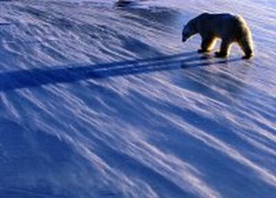 Уникальную капсулу с посланием потомкам спрячут на Северном полюсе