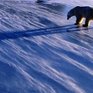 Уникальную капсулу с посланием потомкам спрячут на Северном полюсе