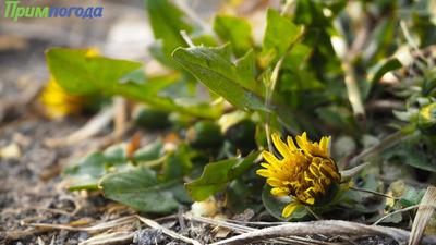 В воскресенье в Приморье воздух прогреется до +20 °C