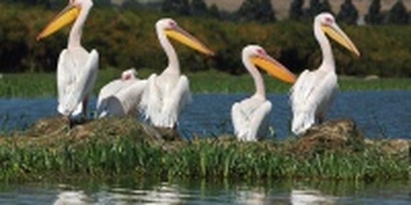 Морозы в Европе вынуждают птиц мигрировать дальше на юг