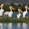 Морозы в Европе вынуждают птиц мигрировать дальше на юг