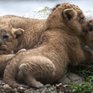 В зоопарке Санта-Фе подрастают львята