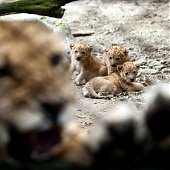 В зоопарке Санта-Фе подрастают львята