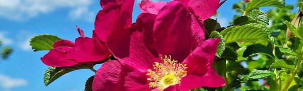 Июнь в Сихотэ-Алинском заповеднике – цветочное царство
