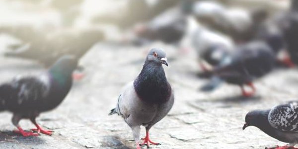 В Магадане запретили кормить голубей